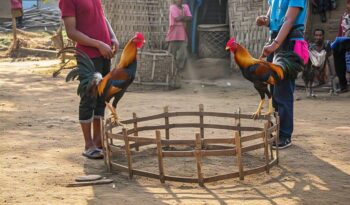 Mainkan Sabung Ayam Online dengan Keamanan Terjamin